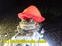 /home//u458753944/public_html/sourcegallery///////////////////////////Roxborough Toad Detour/2021/2021-04-11/P4110249.JPG